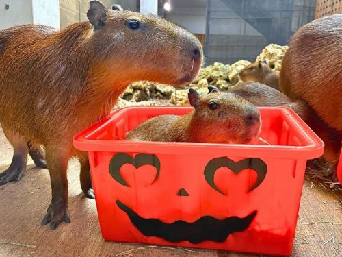 萬聖節動物派對萌翻高雄！壽山動物園「搞怪特餐」登場　水豚、黑猩猩、孟加拉虎歡度奇幻盛宴